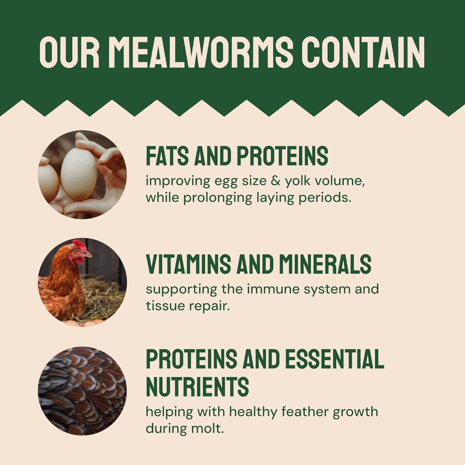 Hatortempt Bulk Dried Mealworms