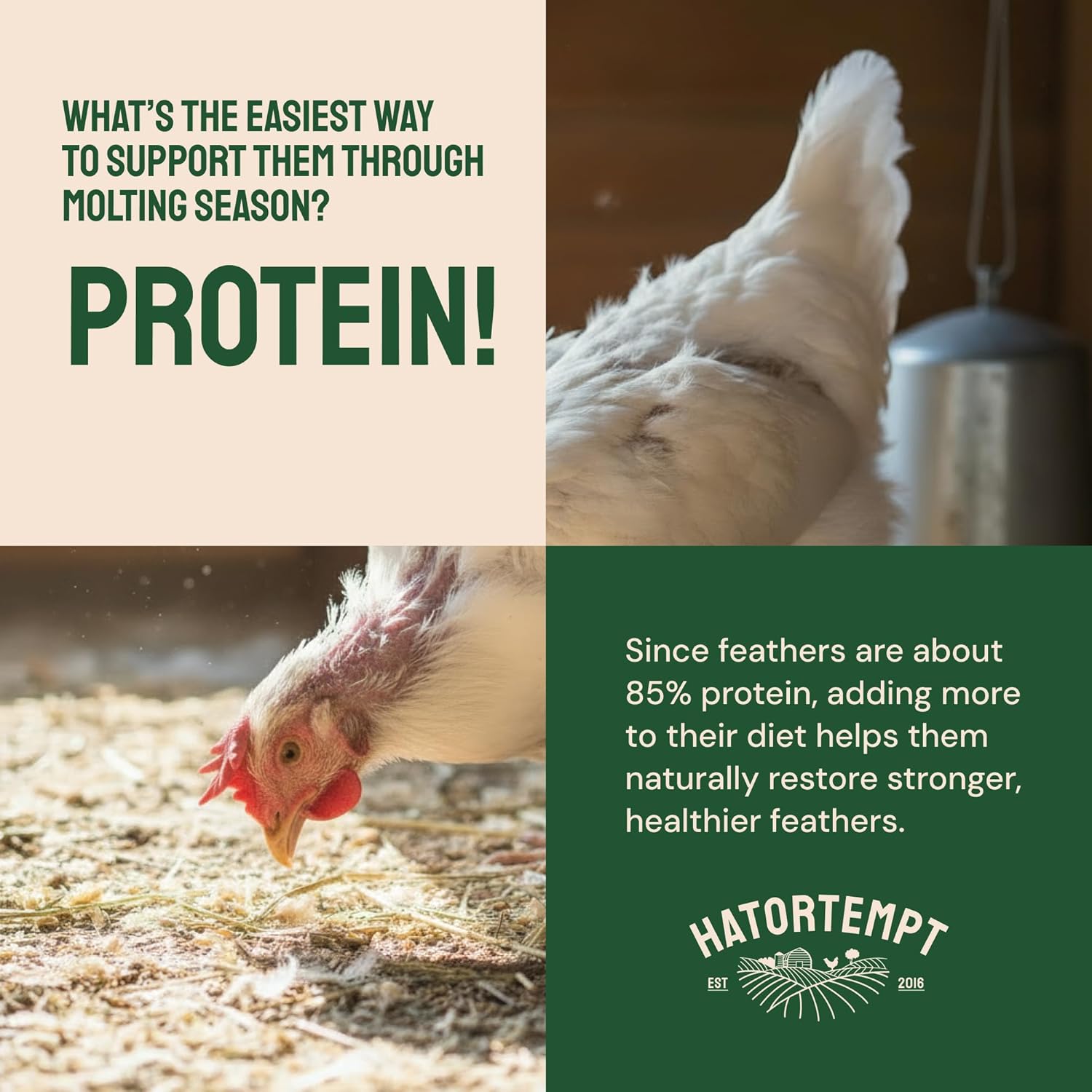 Hatortempt Bulk Dried Mealworms