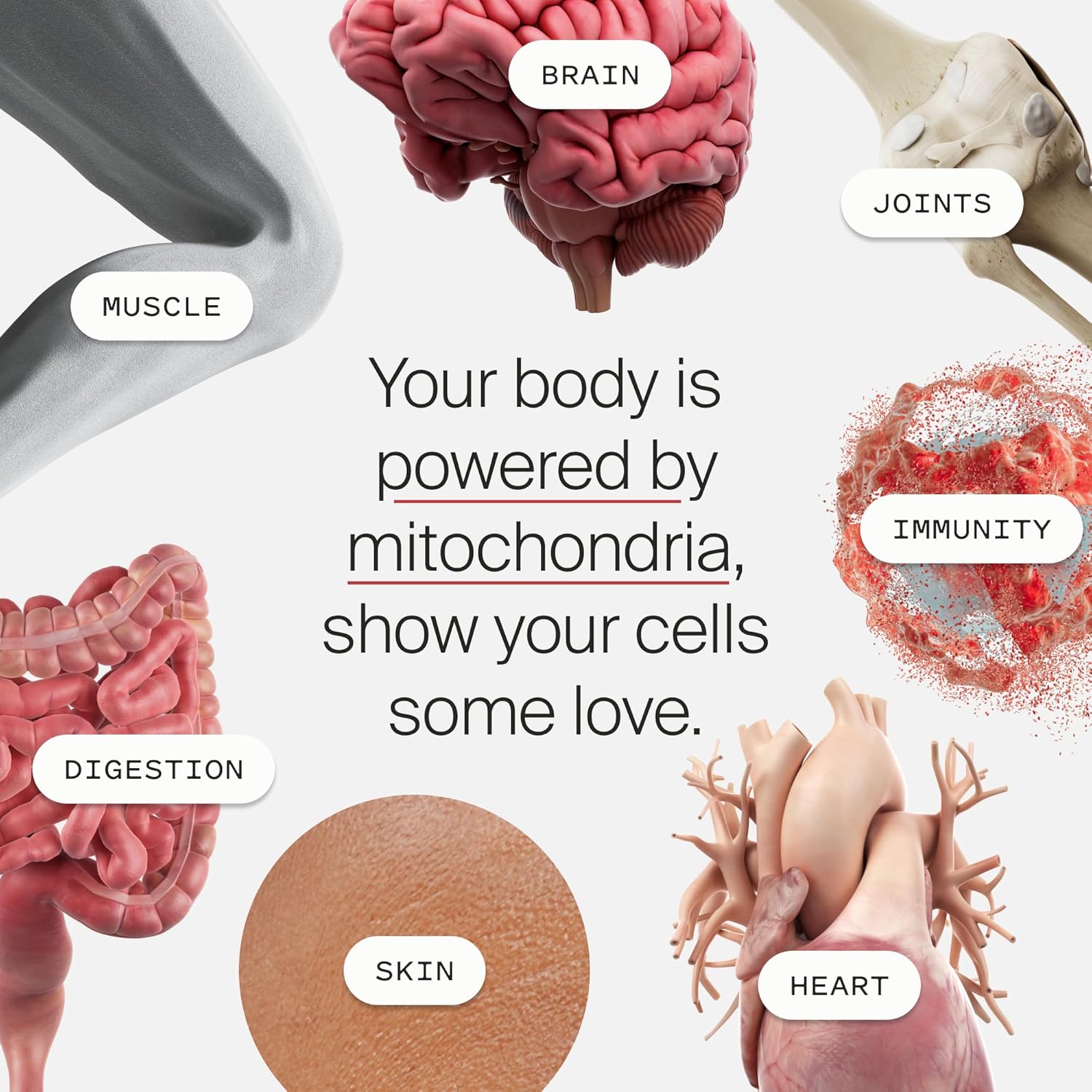 Timeline Mitopure Urolithin A Supplement Softgels