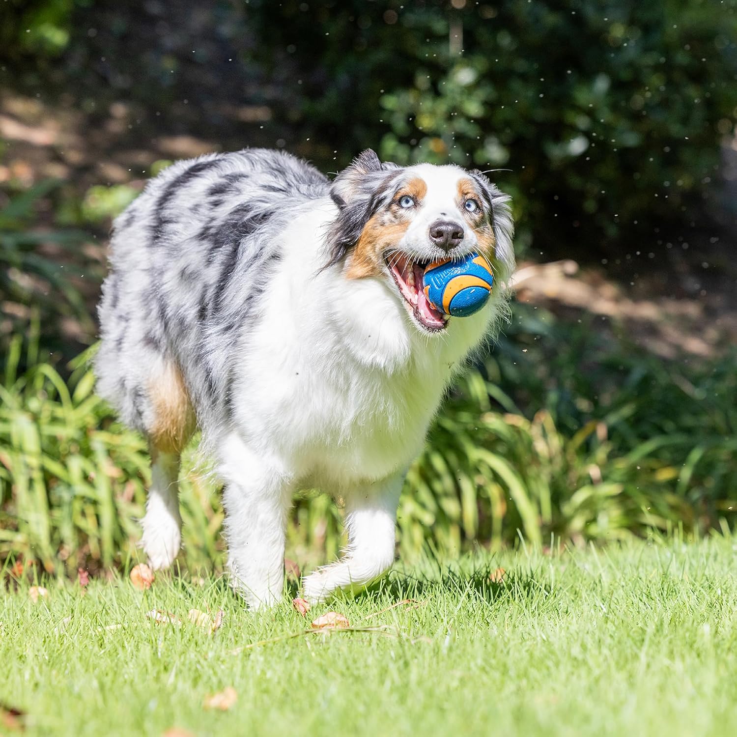 Chuckit! Ultra & Squeaker Ball Dog Toy
