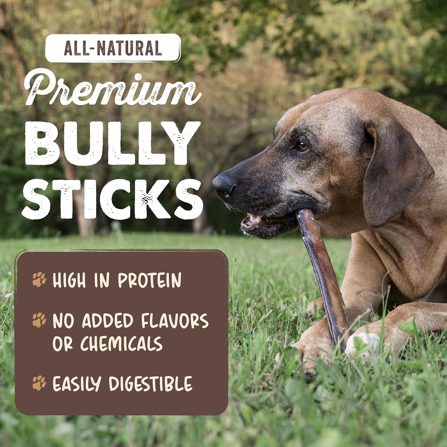 Mighty Paw Long Lasting 12" Bully Sticks for Dogs - All Natural Grass Fed Beef Chews. Lower Odor Dog Bully Sticks for Large Dogs Medium and Small Breeds. Single Ingredient Treats