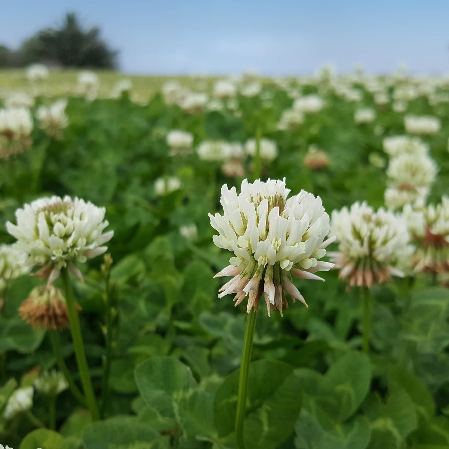 Outsidepride Perennial White Dutch Clover Seed - 40 lbs. Nitrocoated Inoculated for Lawn Alternative Erosion Control Food Plots Ground Cover & Pasture Mixtures in USDA Zones 3-10