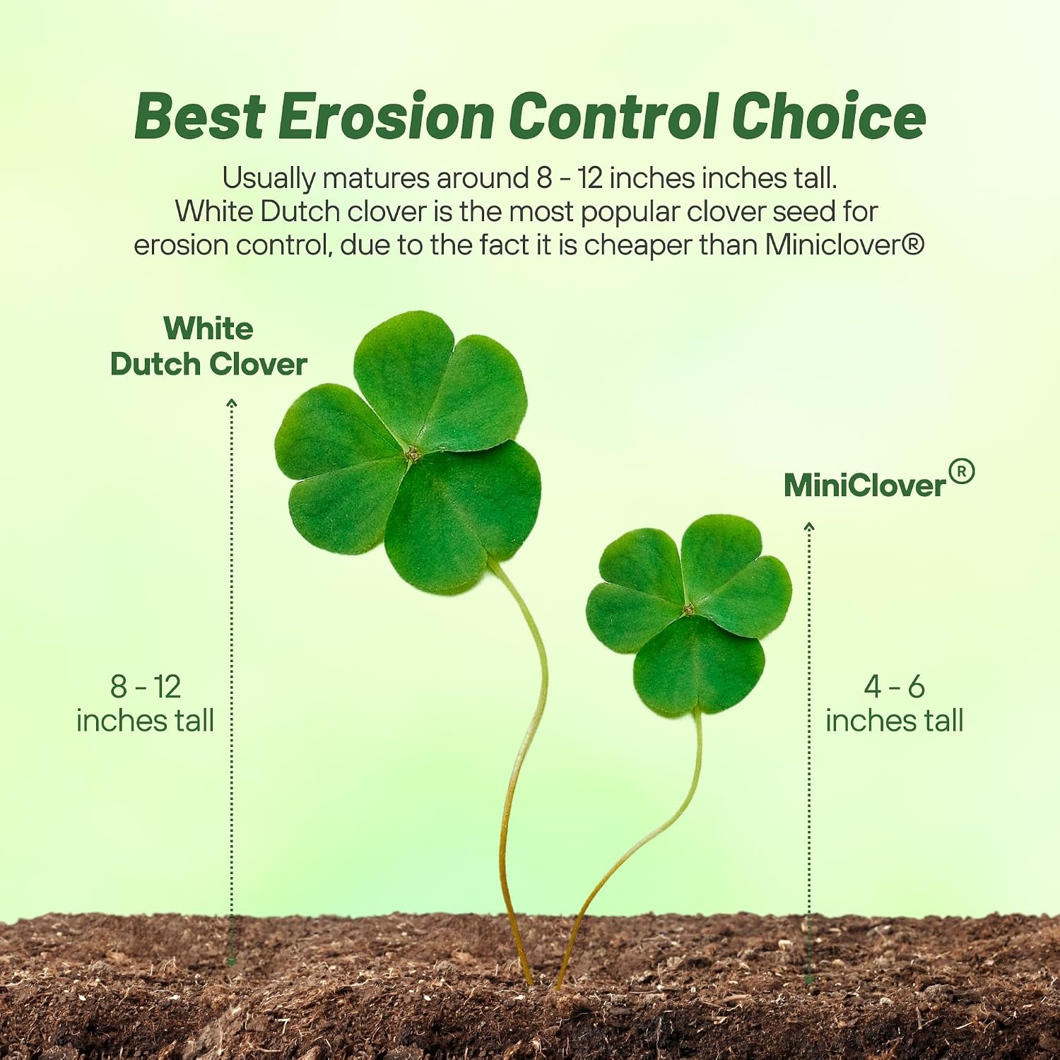 Outsidepride Perennial White Dutch Clover Seed - 40 lbs. Nitrocoated Inoculated for Lawn Alternative Erosion Control Food Plots Ground Cover & Pasture Mixtures in USDA Zones 3-10