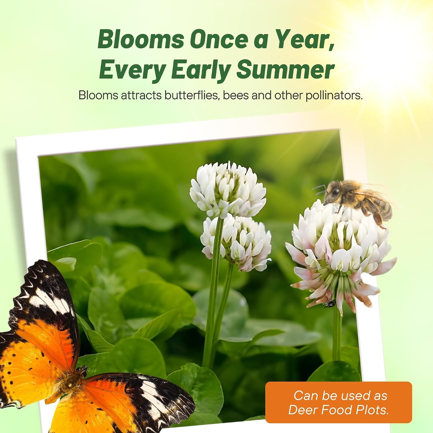 Outsidepride Perennial White Dutch Clover Seed - 40 lbs. Nitrocoated Inoculated for Lawn Alternative Erosion Control Food Plots Ground Cover & Pasture Mixtures in USDA Zones 3-10