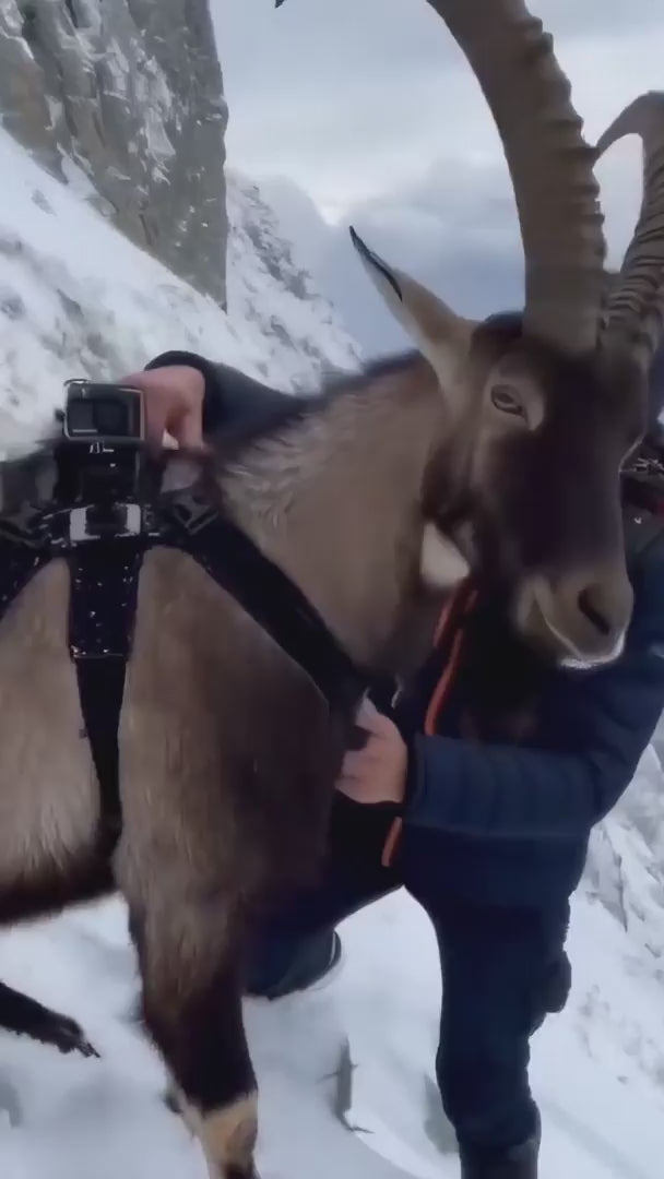 DEERC RC Cars DE36W Remote Control Car with 1080P HD FPV Camera