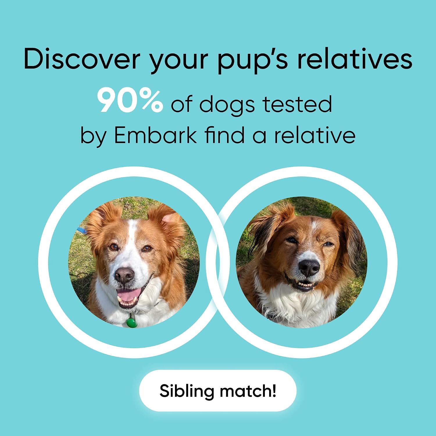 Embark Breed ID Dog DNA Test Kit – 400+ Breeds, 99% Breed Accuracy